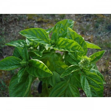 Genovese (Ocimum basilicum)