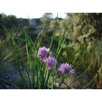 Ciboulette  (Allium schoenoprasum)