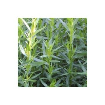 Estragon (Artemisia dracunculus v. sativa)