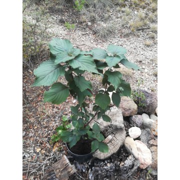 Perilla bronze – Shiso (Perilla frutenscens) – Lamiaceae