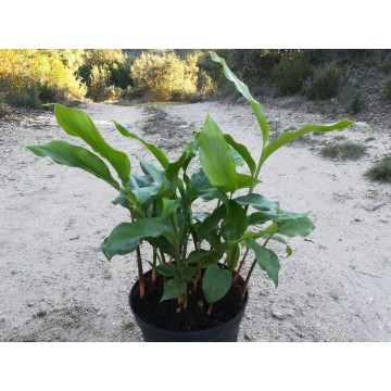 Cardamome (Elettaria cardamomum) – Zingiberaceae